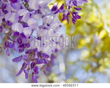 Glicynia purpurowe kwiaty wiosną