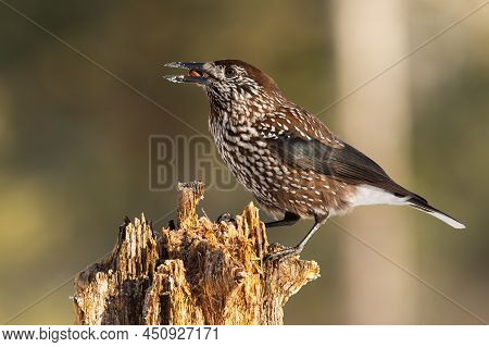 Spotted Nutcracker Sitting On Wood In Spring Nature