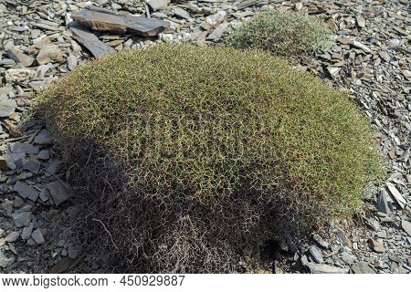 Dorycnium Fulgurans, An Endemic Species Of Balearic Islands. Photo Taken In The Municipality Of Maho