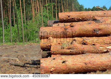 Pine Wood Logs, Timber In The Forest Clearcut Logging With A Pine Forest In The Background.