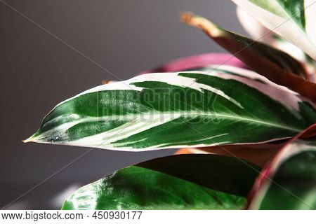 Blood-red Stromanta - Stromanthe Triostar Tricolor Variety Close-up Leaf On The Windowsill In Bright