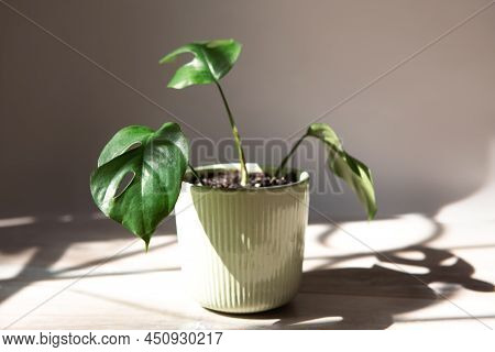 Monstera Minima Rhaphidophora Tetrasperma Close-up Leaf On The Windowsill In Bright Sunlight With Sh