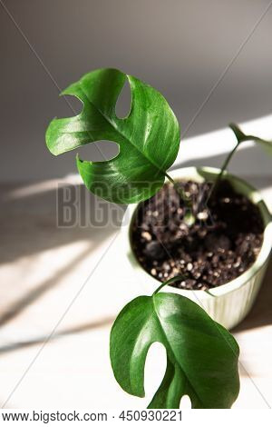 Monstera Minima Rhaphidophora Tetrasperma Close-up Leaf On The Windowsill In Bright Sunlight With Sh