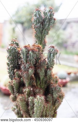 Cereus Peruvianus Monstrose Cactus Plant With Selective Focus And Blur Background