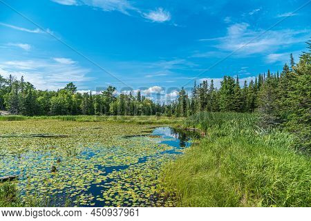 Forest Lake In Summer Time. Grundy Lake Park. Canada