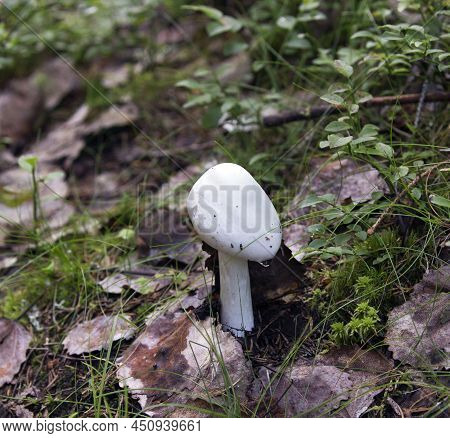 View Of Amanita Bisporigera Deadly Poisonous Mushroom