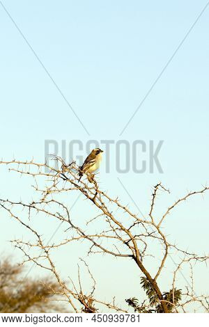 View Of Bird