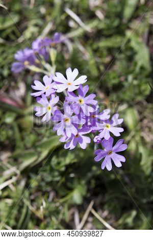 View Of Arctic Alpine Primrose