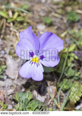 Close Photo Of Viola Calcarata Flower