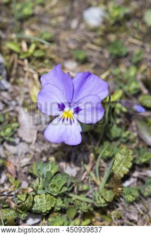 Close Photo Of Viola Calcarata Flower