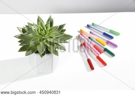 Echeveria In A Beautiful Ceramic Pot And Multi-colored Felt-tip Pens Pencils On A Beige Table. Educa