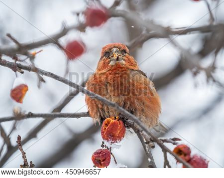 Red Crossbill Male Sitting On The Tree Branch And Eats Wild Apple Berries. Crossbill Bird Eats Berri