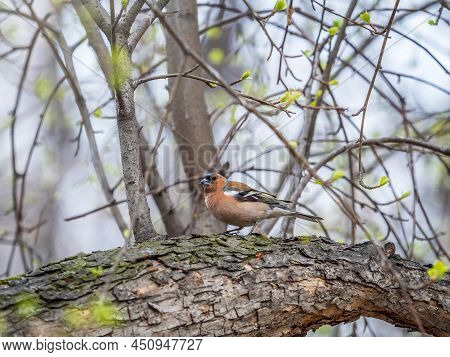 Common Chaffinch, Fringilla Coelebs, Sits On A Branch In Spring On Green Background. Common Chaffinc