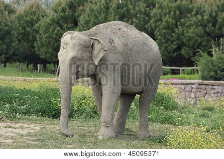 Éléphants femelle