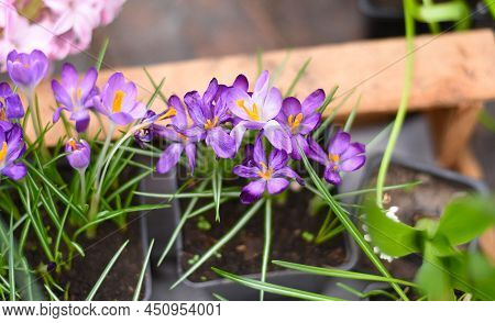 Crocus Tommasinianus, The Woodland Crocus Or Early Crocus