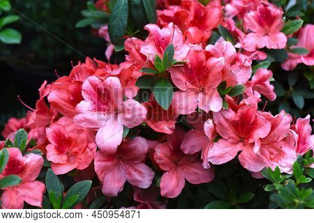 Azalea Indica Mavka Pink Rhododendron Close Up