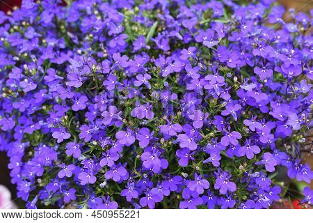 Many Lobelia Erinus  Purple Flowers Close Up
