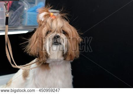 Portrait Of A Shitzu Dog In Close-up On A Black Background.
