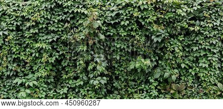 Decorative Background Of Wild Green Grapes Leaves. Nature Texture. Banner. Five-leaved Ivy Natural W