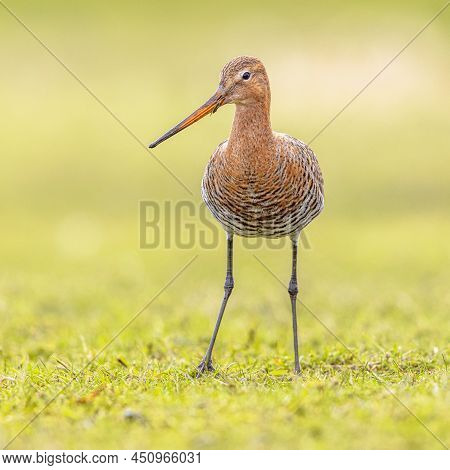 Frontal View Of Black-tailed Godwit (limosa Limosa) Resting And Foraging In Shallow Water Of A Wetla