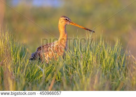 Looking Black-tailed Godwit (limosa Limosa) Resting And Foraging In Shallow Water Of A Wetland Durin