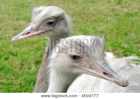 Emu 2