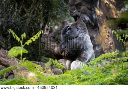 Gorilla Herbivorous, Great Black Ape Inhabit Tropical Forests Of Equatorial Africa