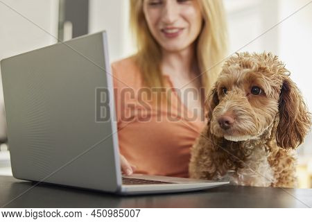 Woman With Pet Cockapoo Dog Researching Insurance On Laptop At Home