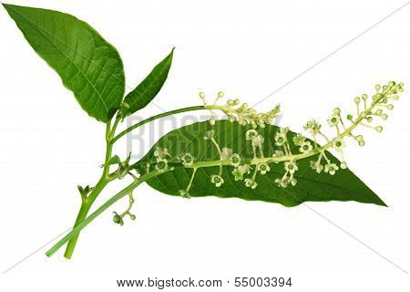 Pokeweed