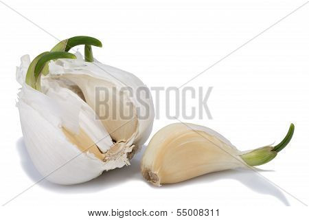 garlic with green sprouts isolated on white background