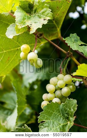 Grapes On The Vine