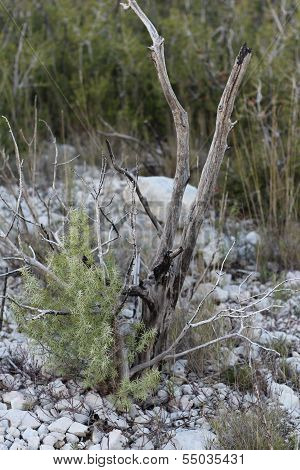 burnt shrub long after a scrubland fire