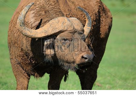 Mud Caked Cape Buffalo