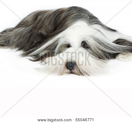 Sheepdog on white background 