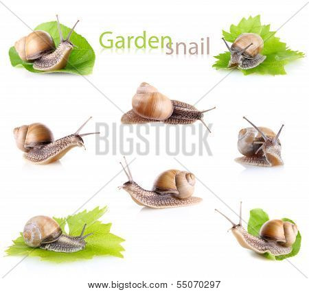 Set Garden Snail (helix Aspersa)