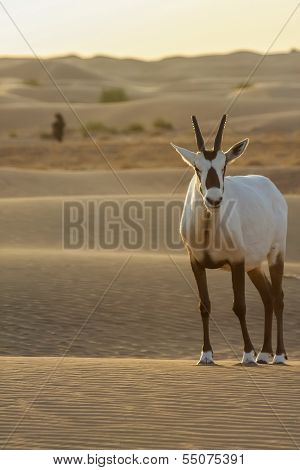 Arabian Oryx