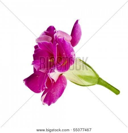 Kalanchoe Calandiva flower bud head close up macro shot isolated on white background 