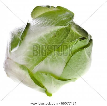 head of belgian endive chicory isolated on a white background 