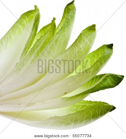 endive chicory leaves isolated on a white background 