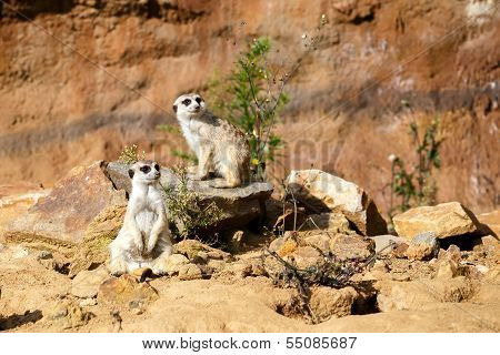 Meerkat Or Suricate