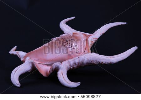 Shell