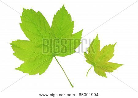 Maple Leaves