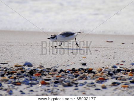 Plover On The Hunt