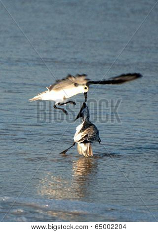 Sanderling Combat