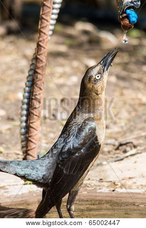Drinking Grackle