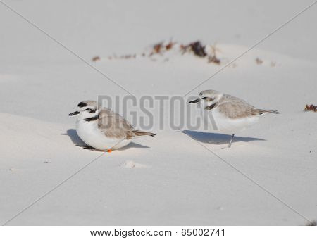 Snowy Plover Pair