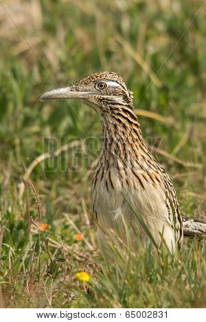 Greater Roadrunner