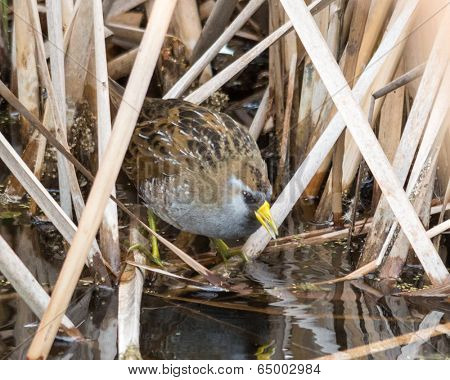 Foraging Sora