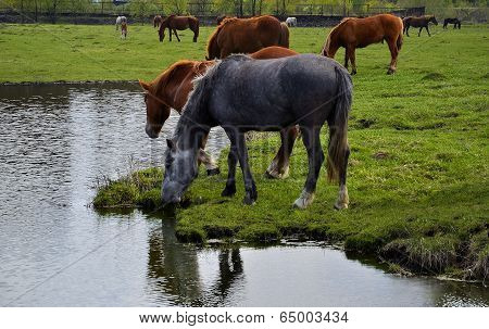Horses Grazing In A Spring Meadow.