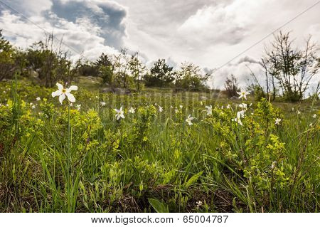 Meadow Of Wild Daffodils
